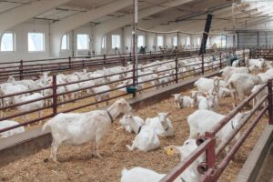Read more about the article How Growherd Maintains Uncompromising Hygiene Standards