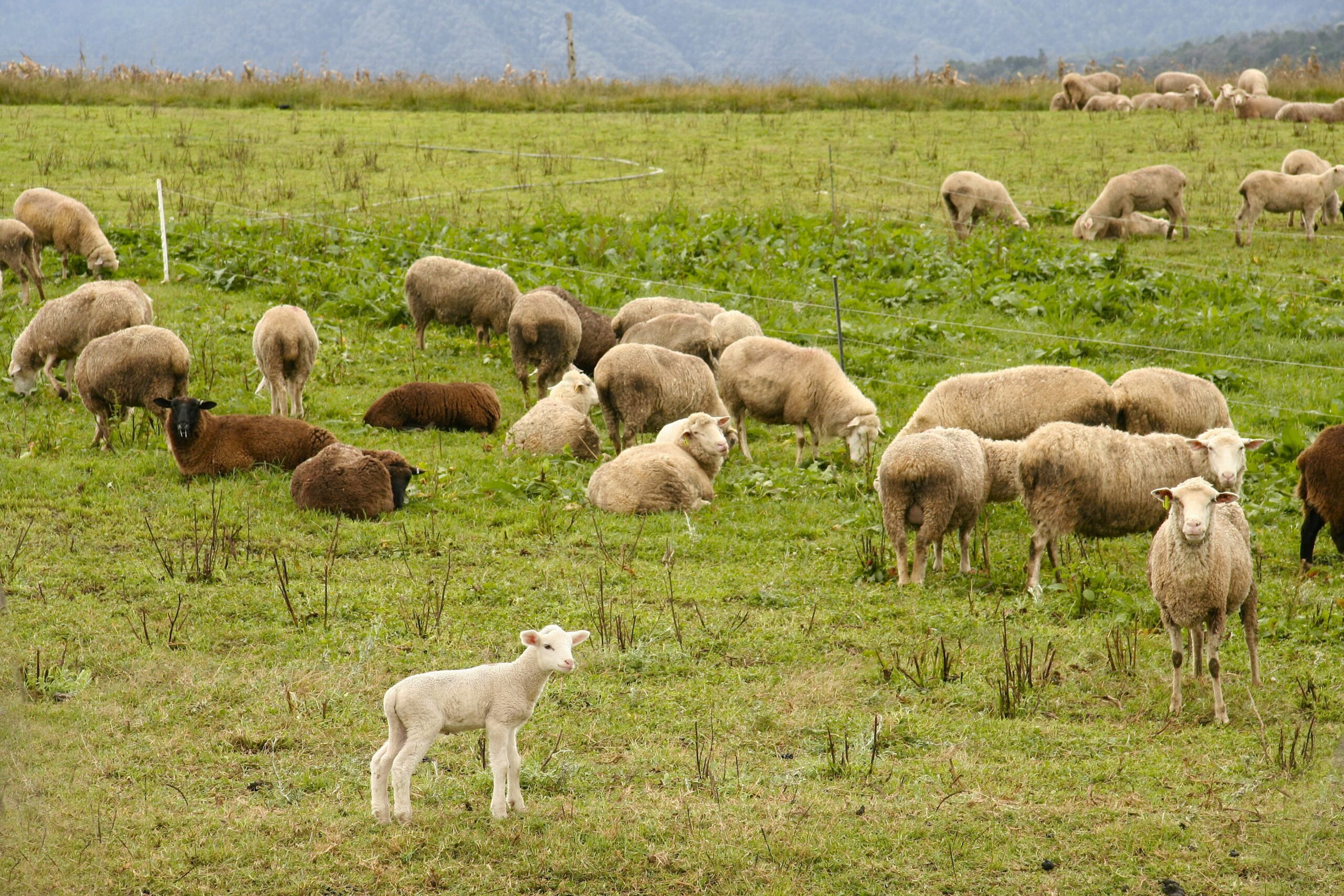Sheep Grazing